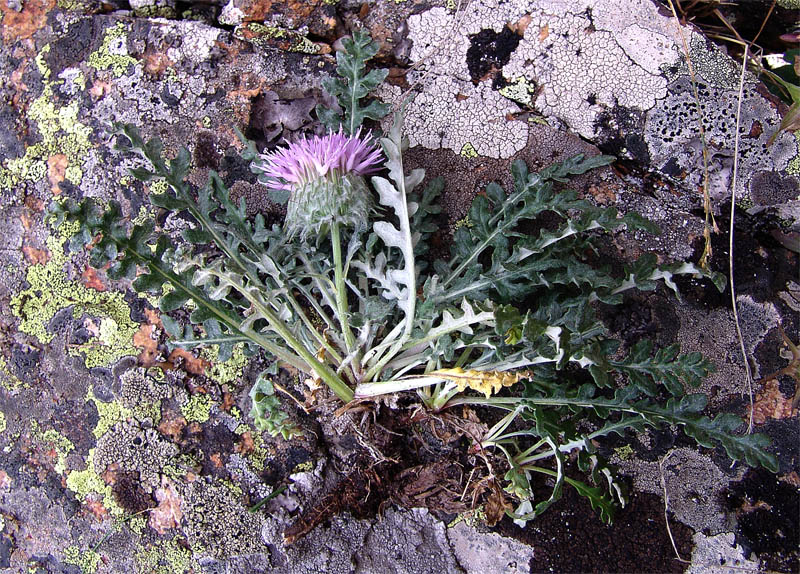 Image of Jurinea filicifolia specimen.