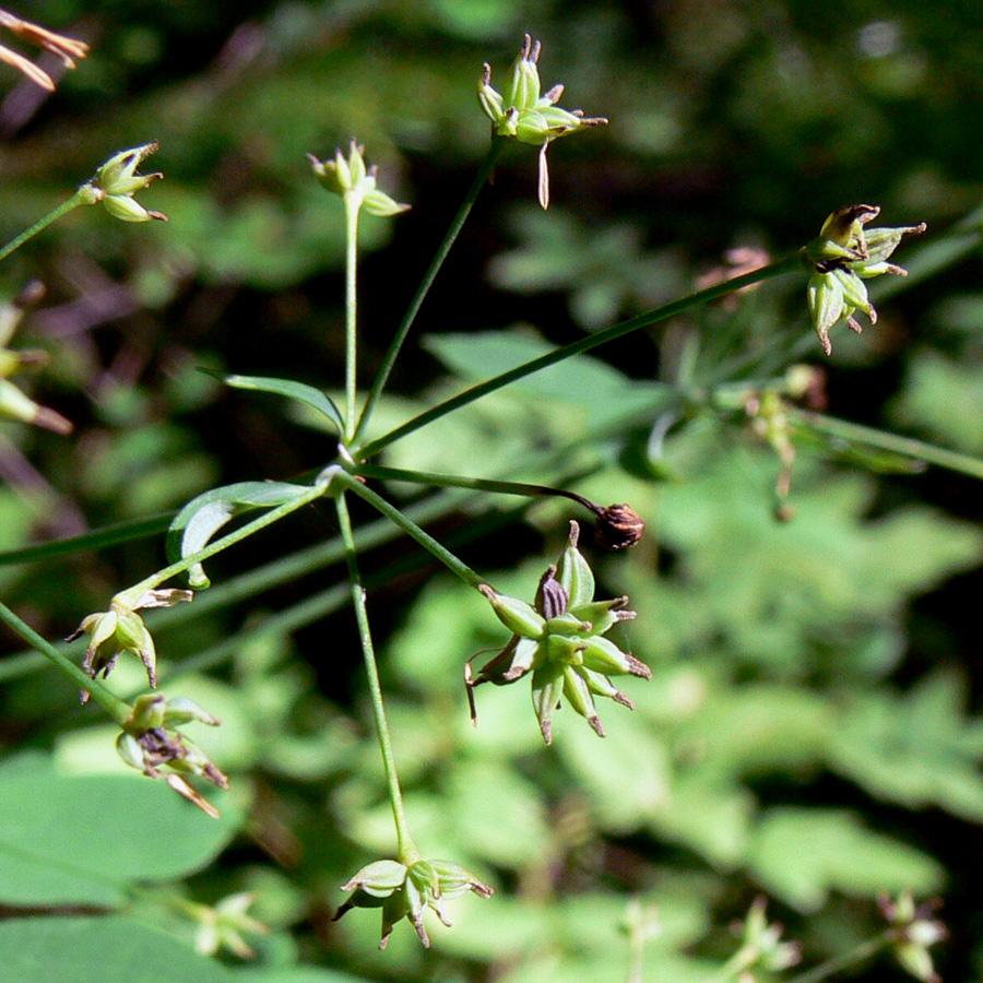 Изображение особи Thalictrum minus.