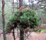 Pinus sylvestris