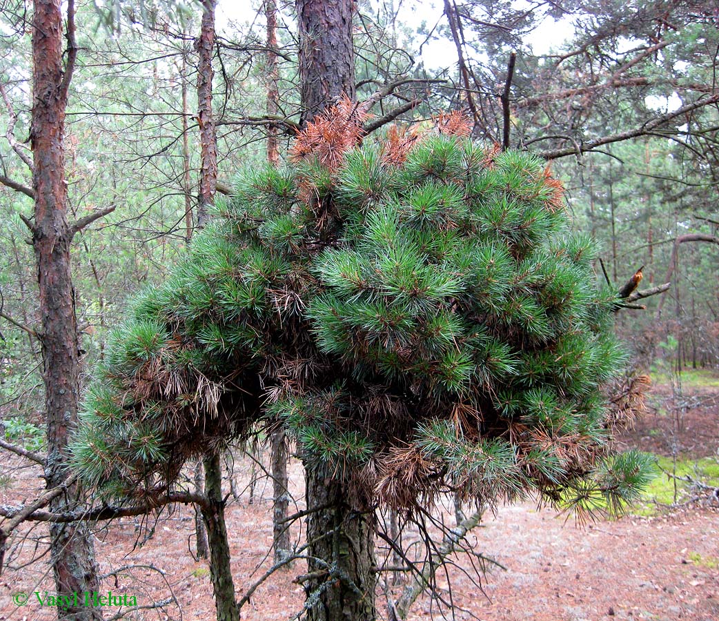 Изображение особи Pinus sylvestris.