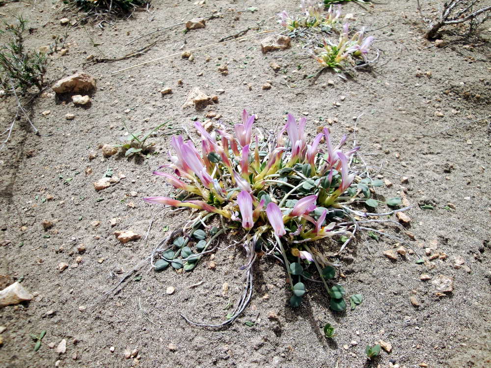 Image of Astragalus paradoxus specimen.