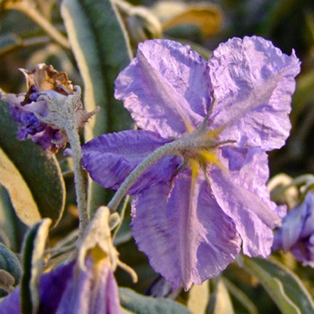 Изображение особи Solanum elaeagnifolium.