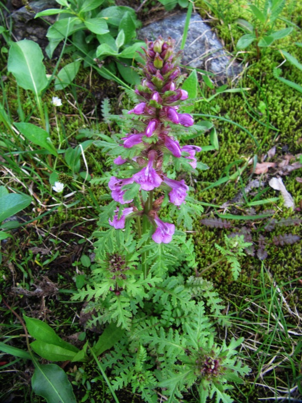 Изображение особи Pedicularis macrochila.