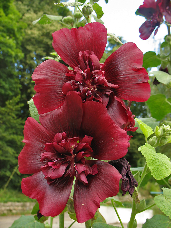 Image of Alcea rosea specimen.