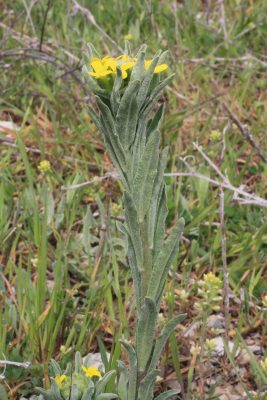 Изображение особи Fibigia eriocarpa.