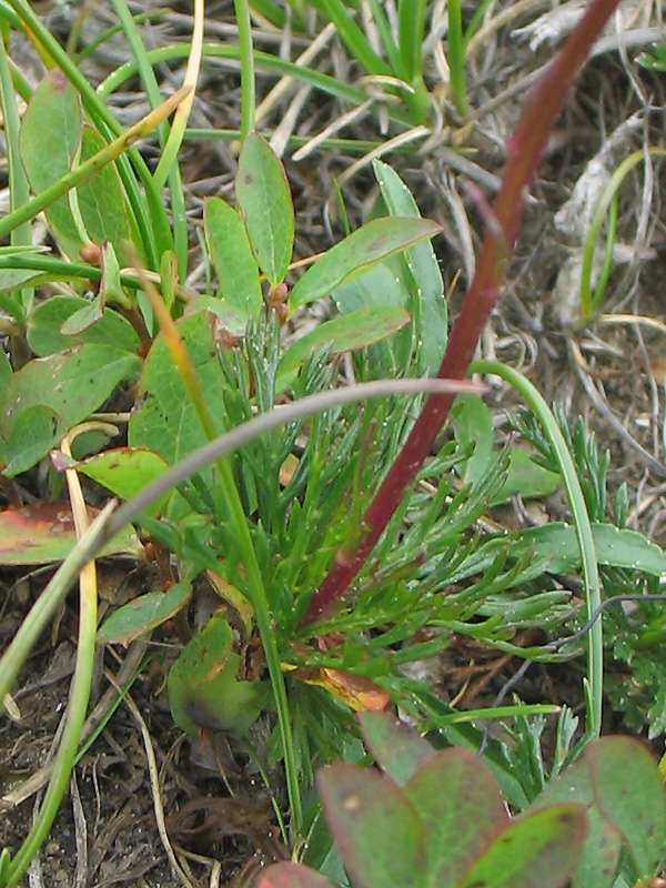 Image of Senecio carpathicus specimen.