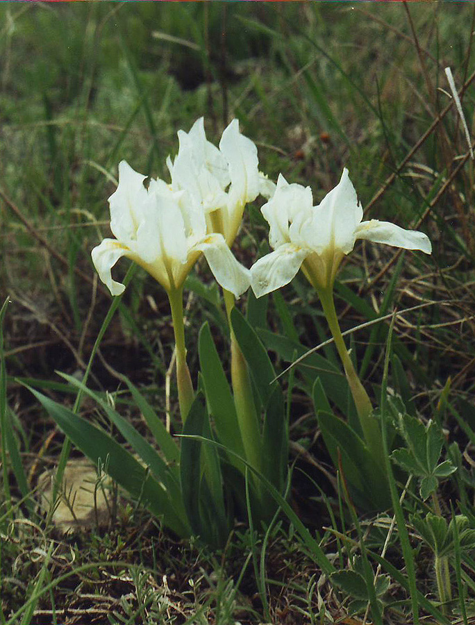 Изображение особи Iris pumila.