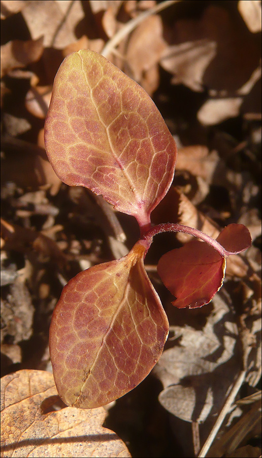 Image of Hedera helix specimen.