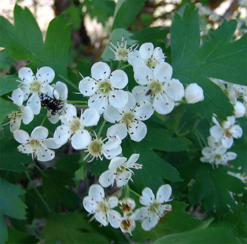 Изображение особи Crataegus songarica.