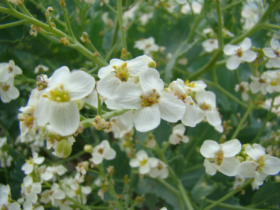 Изображение особи Crambe maritima.