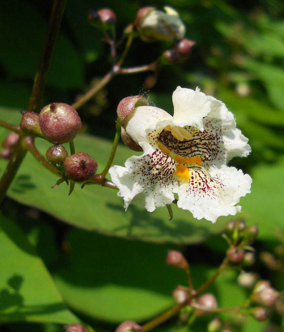 Image of Catalpa bignonioides specimen.