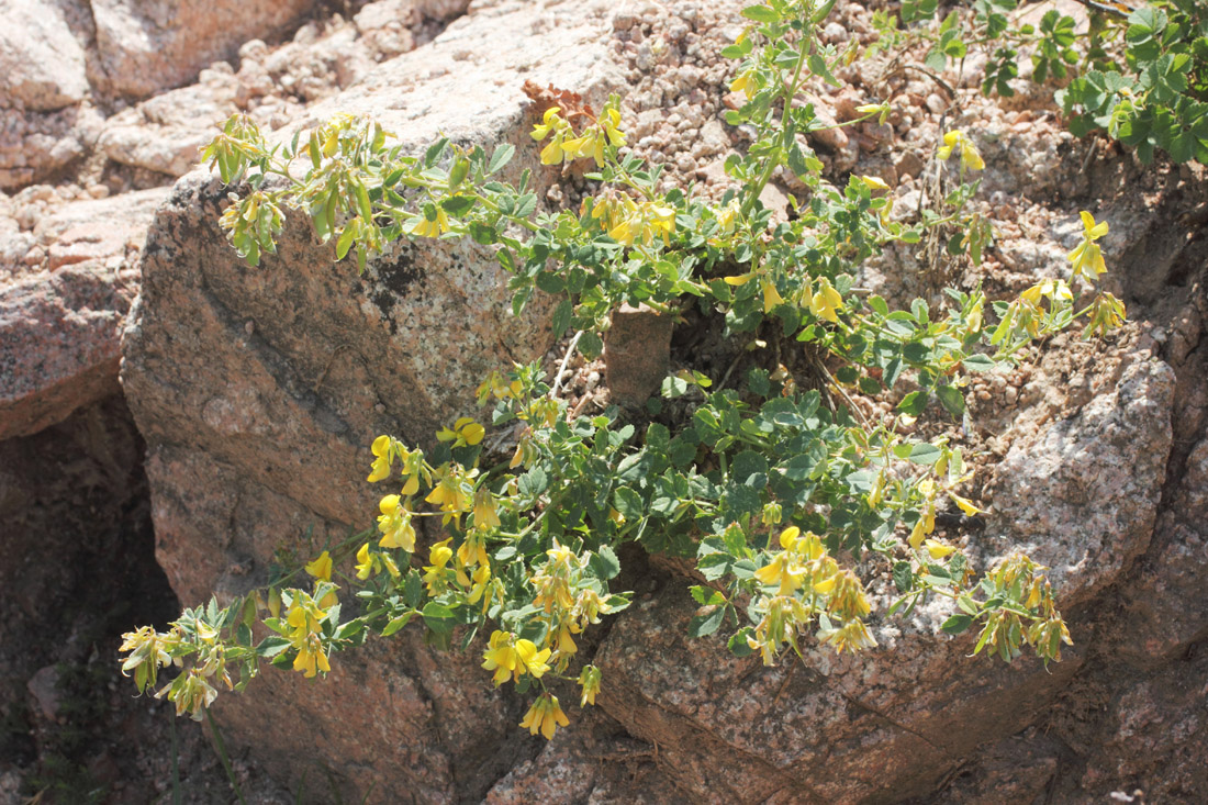 Image of Melilotoides aristata specimen.