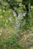 Salvia sclarea