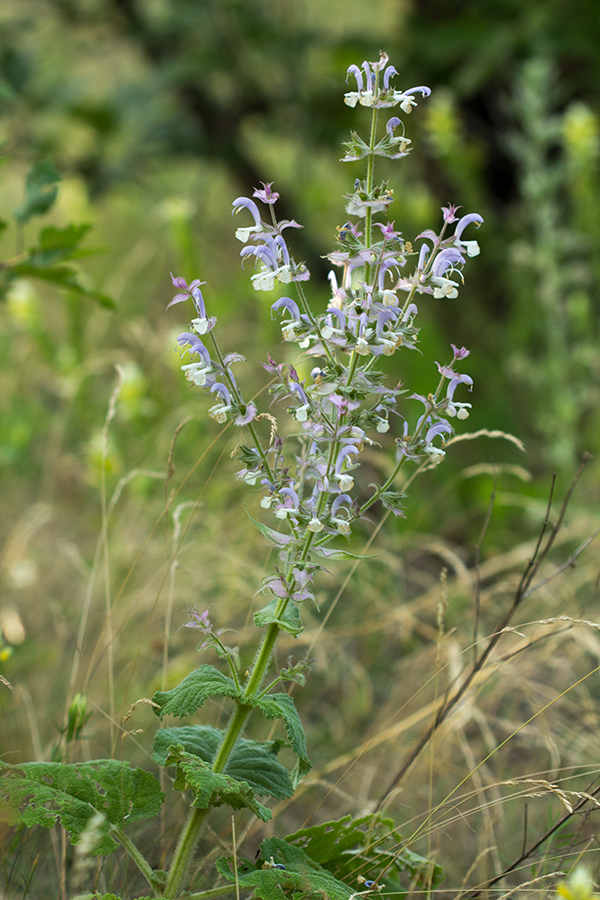 Image of Salvia sclarea specimen.