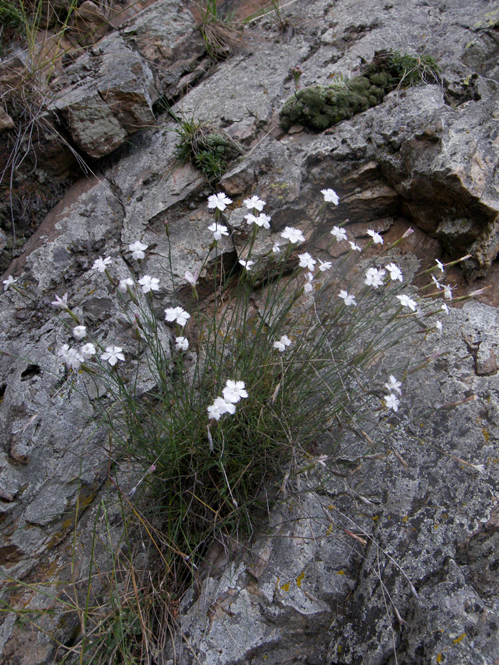 Image of Dianthus cretaceus specimen.