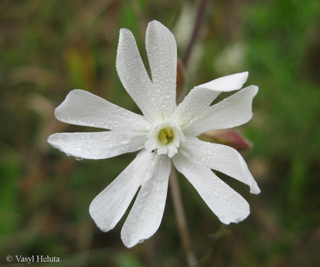 Image of Melandrium album specimen.