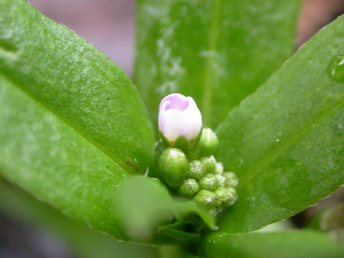 Изображение особи Myosotis palustris.