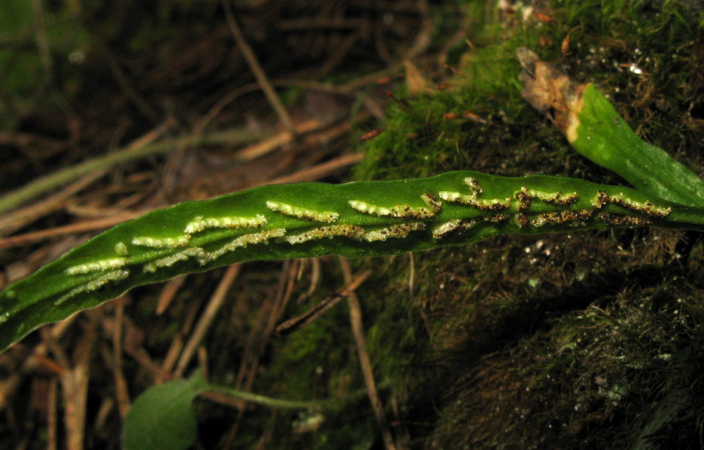Изображение особи Camptosorus sibiricus.