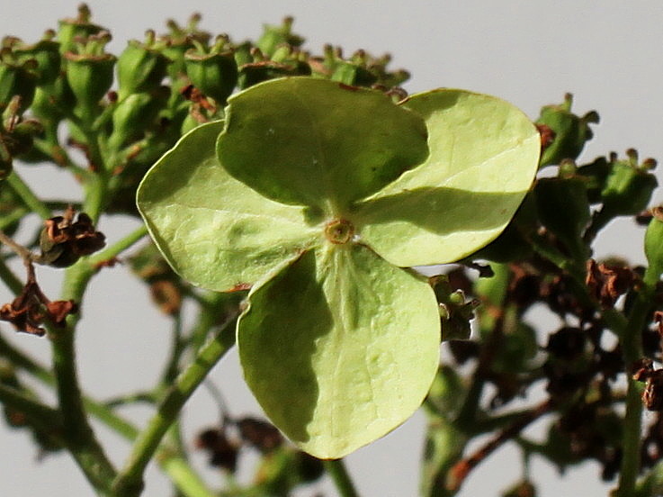 Image of Hydrangea petiolaris specimen.