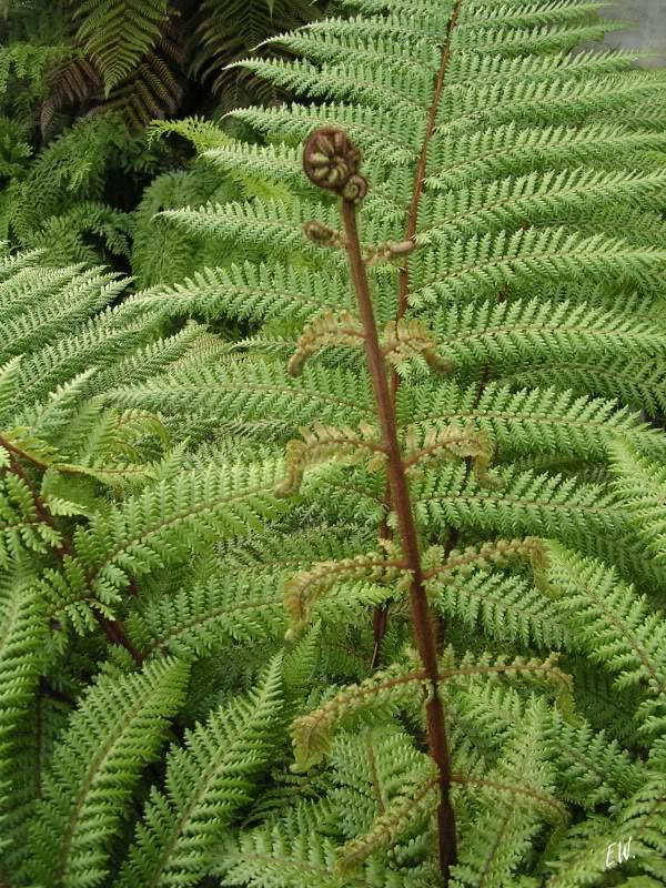 Image of Dicksonia squarrosa specimen.