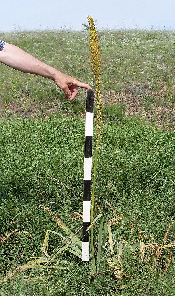 Image of Eremurus spectabilis specimen.