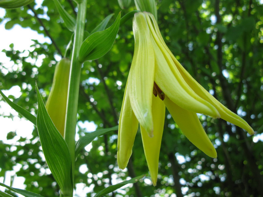 Image of Lilium kesselringianum specimen.