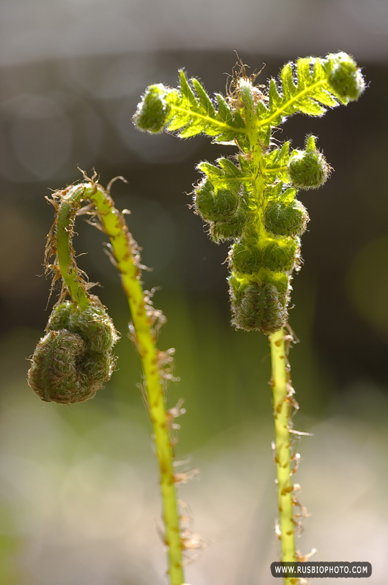 Изображение особи Phegopteris connectilis.