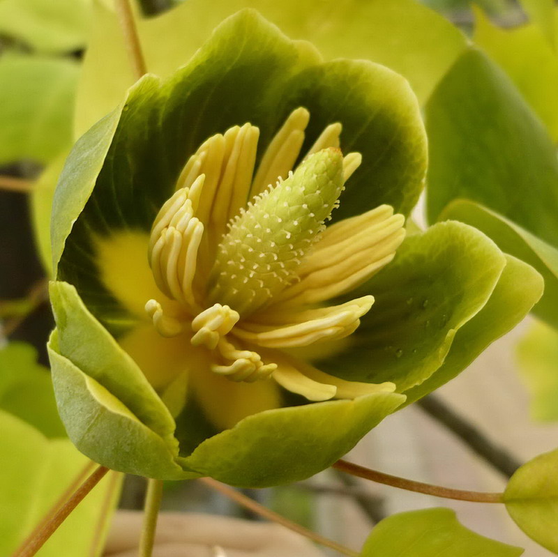 Изображение особи Liriodendron tulipifera.