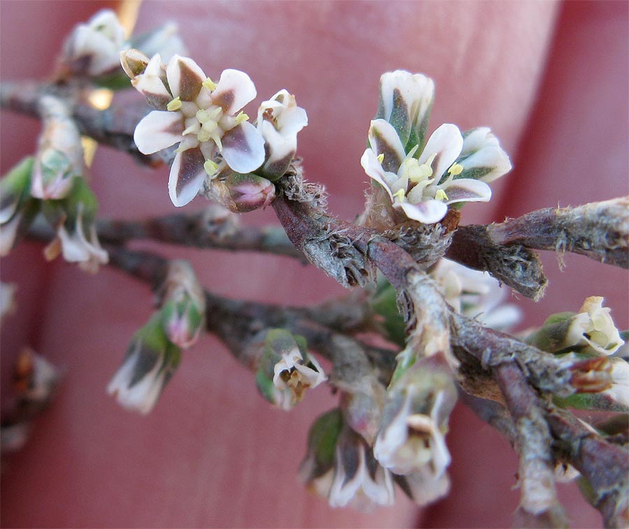 Image of Polygonum equisetiforme specimen.