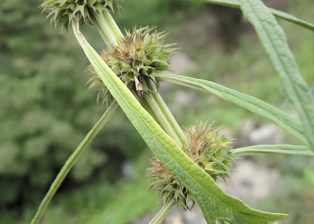 Изображение особи Leonurus japonicus.