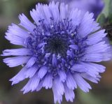 Globularia alypum