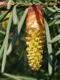 Pseudotsuga menziesii. Микростробил. Украина, г. Запорожье, Запорожский детский ботанический сад. 27.04.2013.