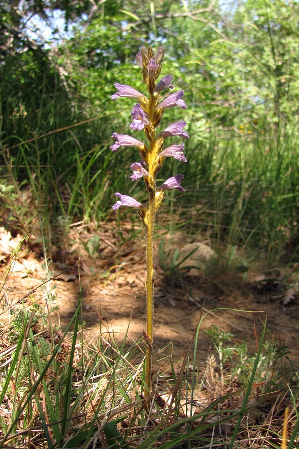 Image of Phelipanche purpurea specimen.