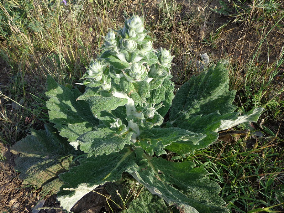 Image of Salvia aethiopis specimen.