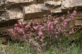 Amygdalus petunnikowii. Цветущее растение. Южный Казахстан, вершина 797.3 0.5 км западнее шоссе Корниловка-Пестели. 28.03.2013.