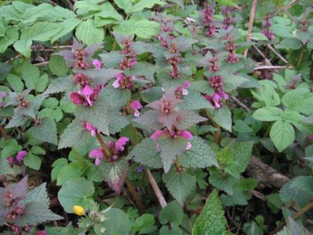 Изображение особи Lamium maculatum.