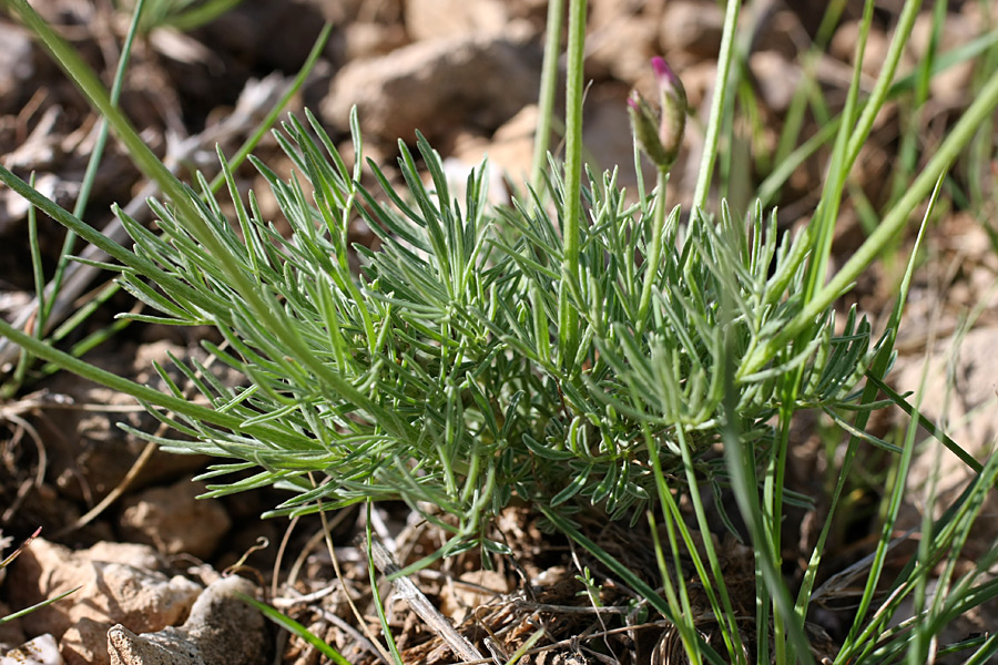 Image of Astragalus kronenburgii specimen.