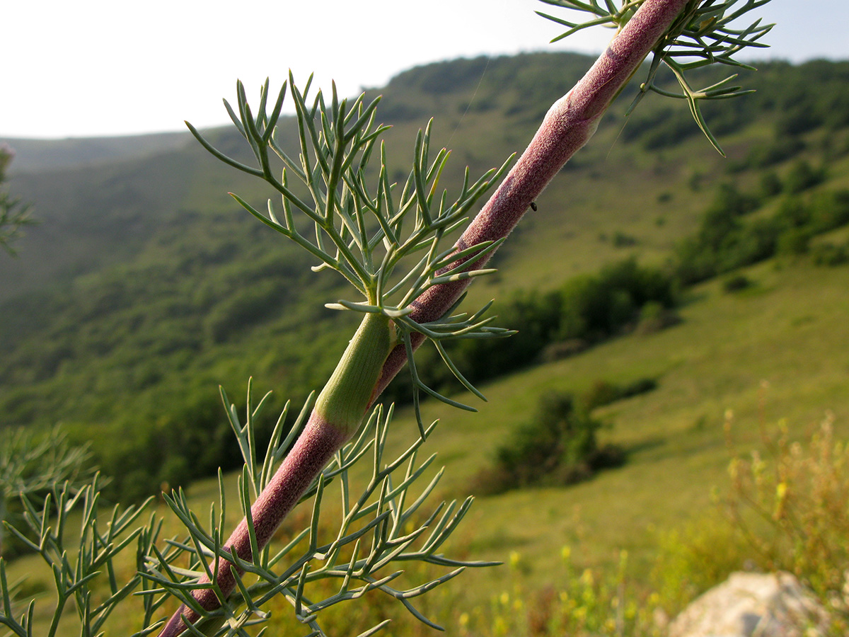 Image of genus Seseli specimen.