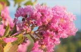 Lagerstroemia indica. Соцветие. Крым, пос. Алупка, парк Воронцовского дворца. 1 августа 2013 г.