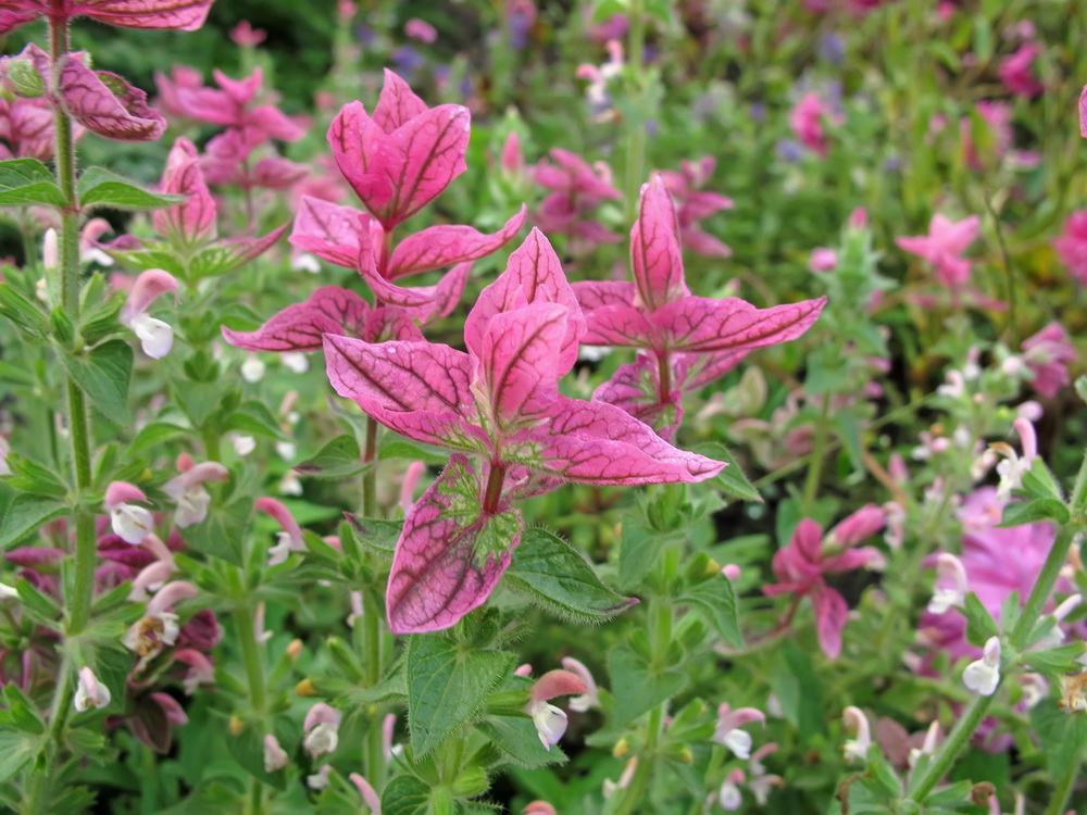 Image of Salvia viridis specimen.