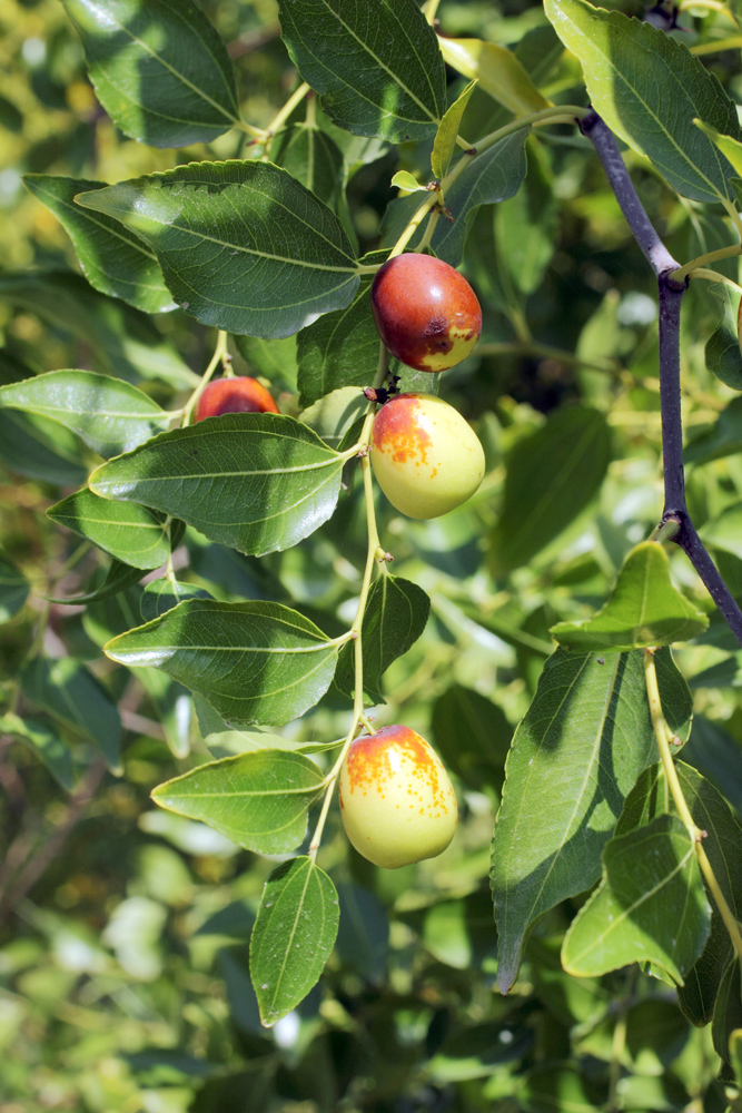 Image of Ziziphus jujuba specimen.