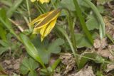 Tulipa heterophylla