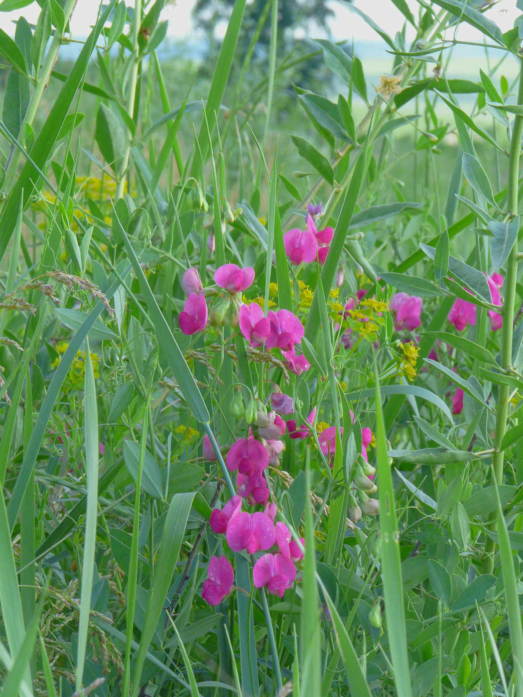 Image of Lathyrus tuberosus specimen.