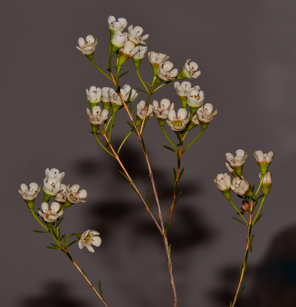 Image of Chamelaucium uncinatum specimen.