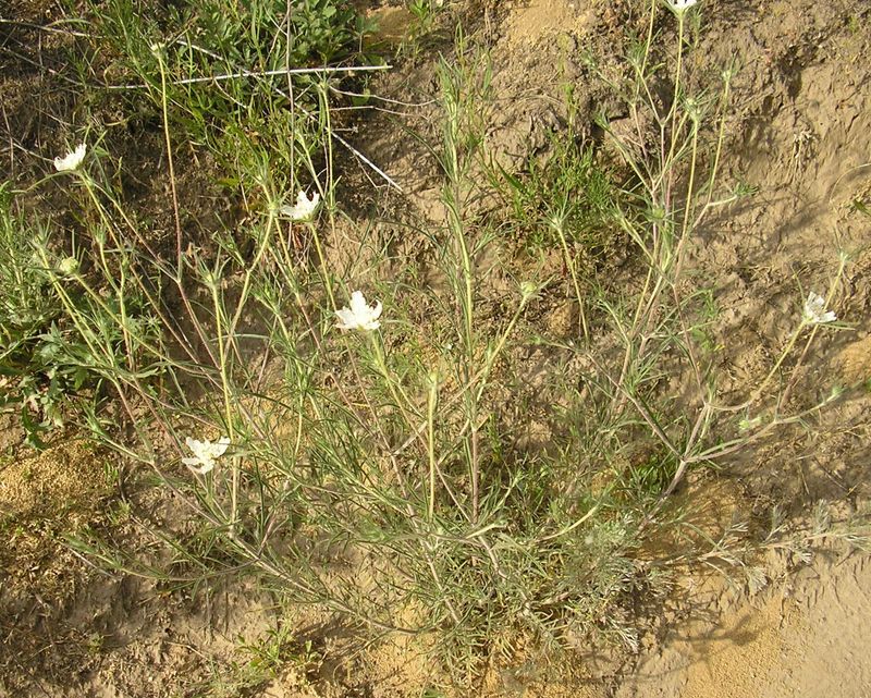 Image of Lomelosia argentea specimen.