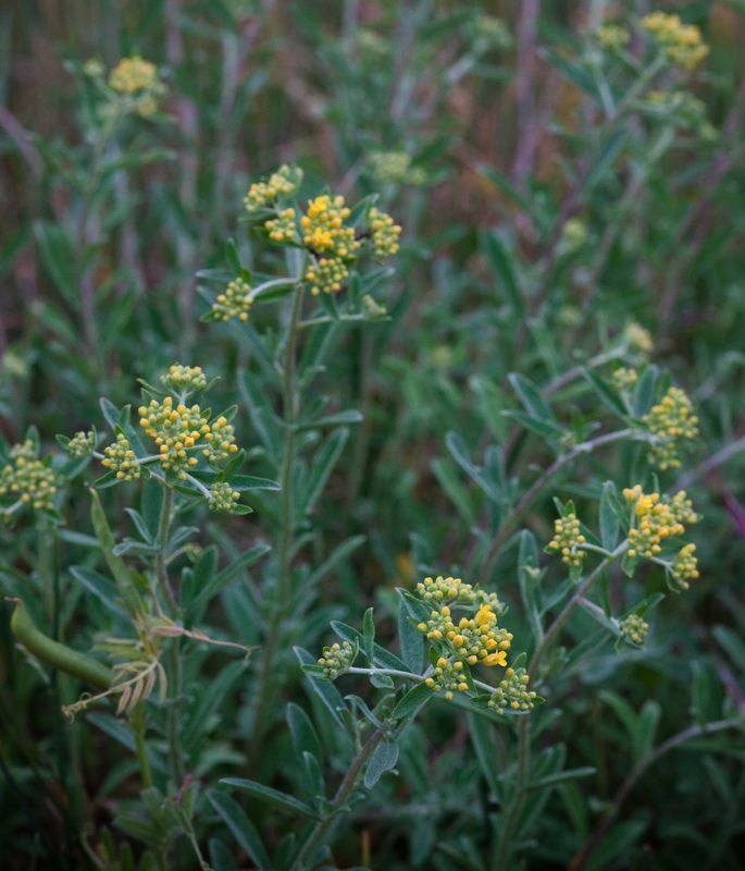 Изображение особи Odontarrhena muralis.