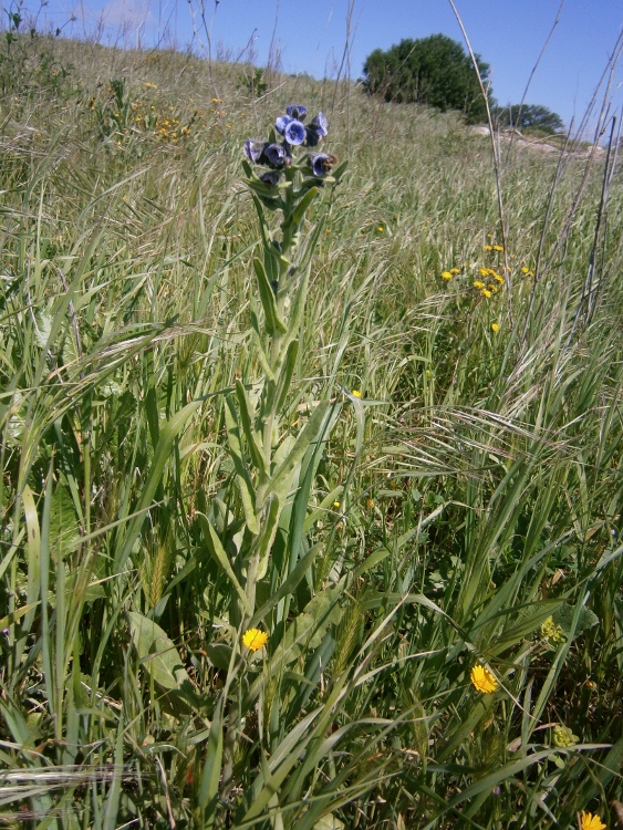 Изображение особи Cynoglossum creticum.