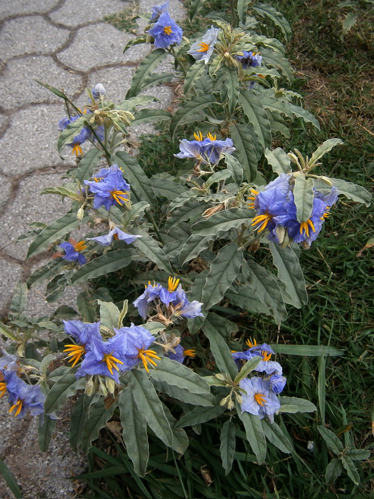 Image of Solanum elaeagnifolium specimen.