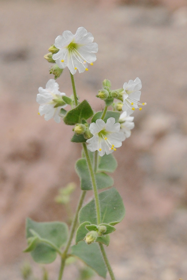 Image of Mirabilis laevis var. villosa specimen.