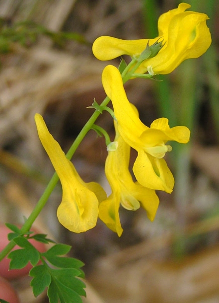 Image of Corydalis speciosa specimen.